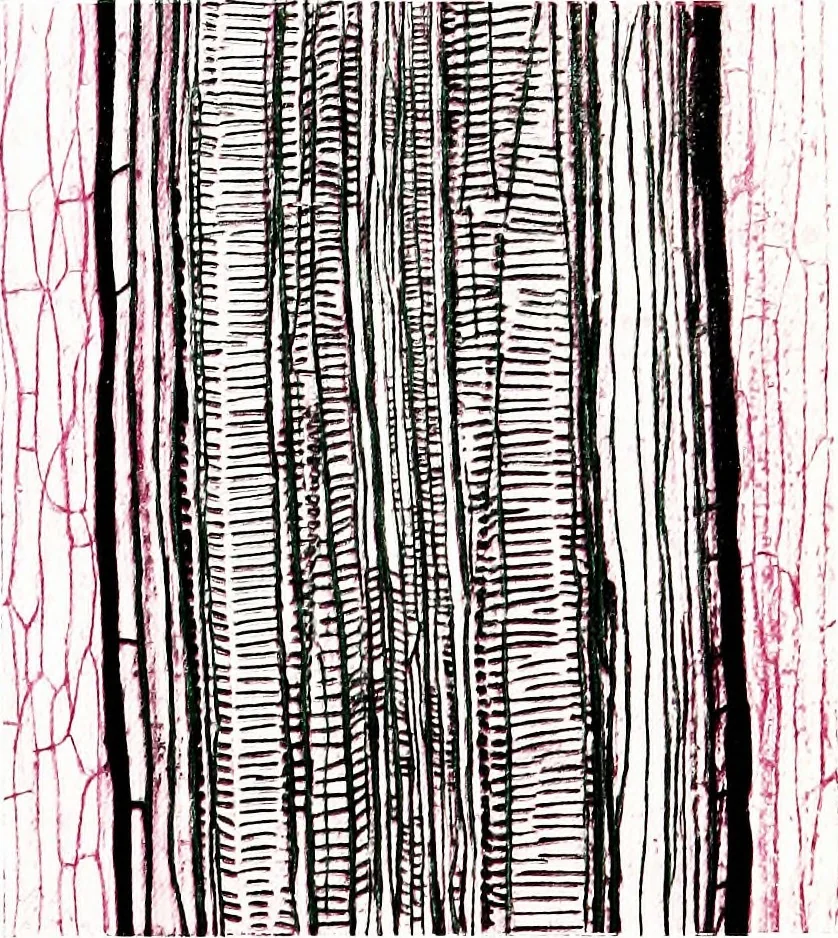 An illustration from Methods in microscopial research; vegetable histology, 1905, leaf 130