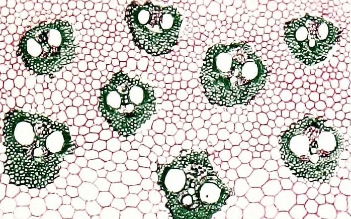 An illustration from Methods in microscopial research; vegetable histology, 1905, leaf 130