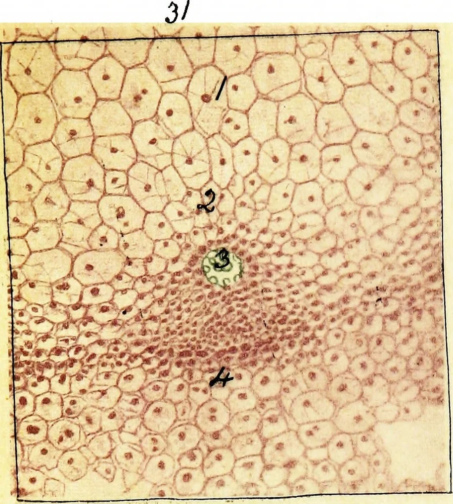 An illustration from Methods in microscopial research; vegetable histology, 1905, leaf 134
