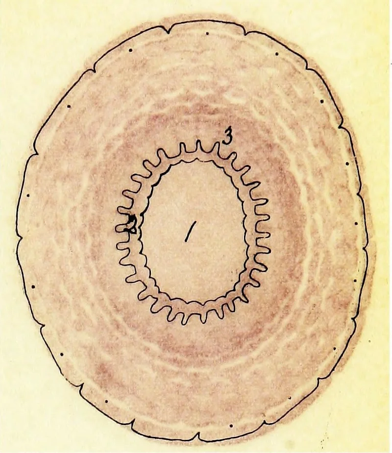 An illustration from Methods in microscopial research; vegetable histology, 1905, leaf 134