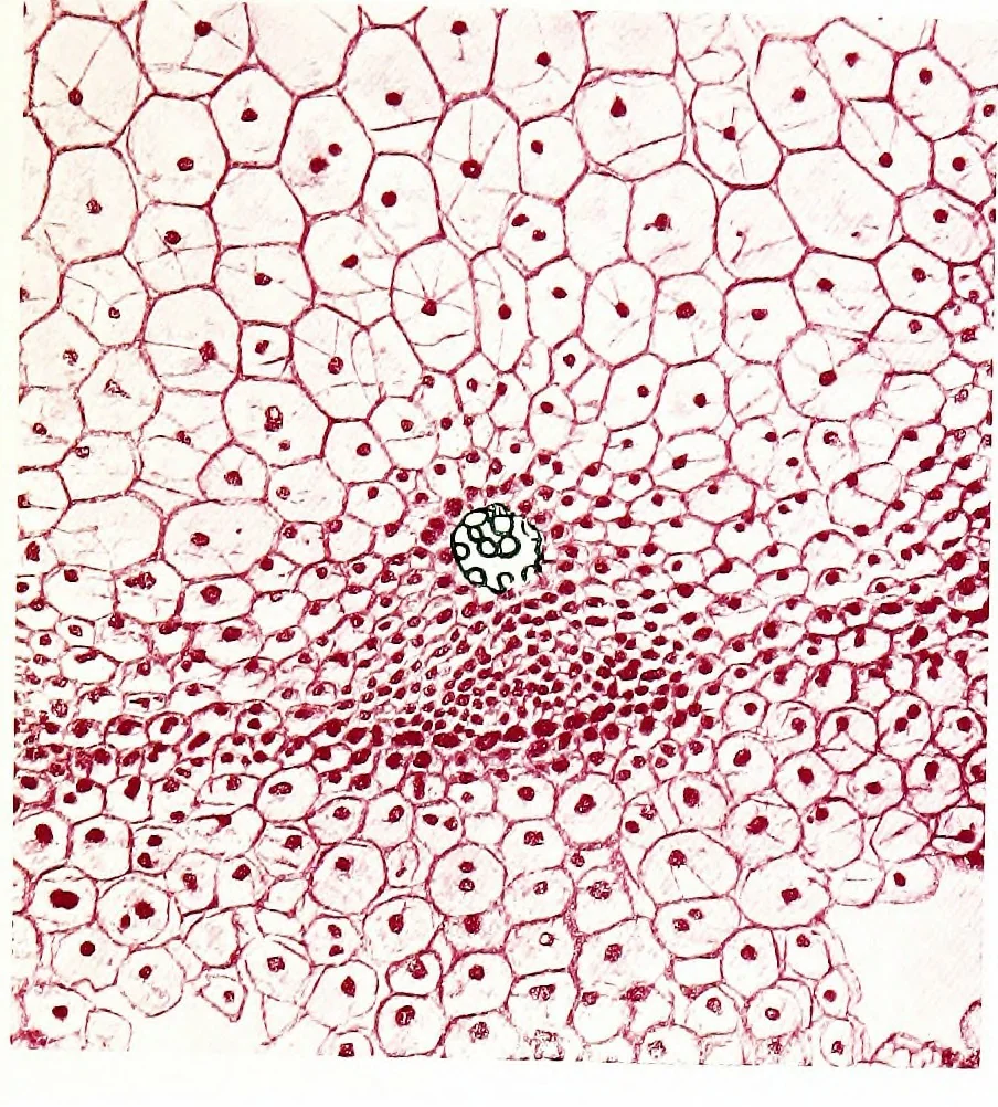 An illustration from Methods in microscopial research; vegetable histology, 1905, leaf 136