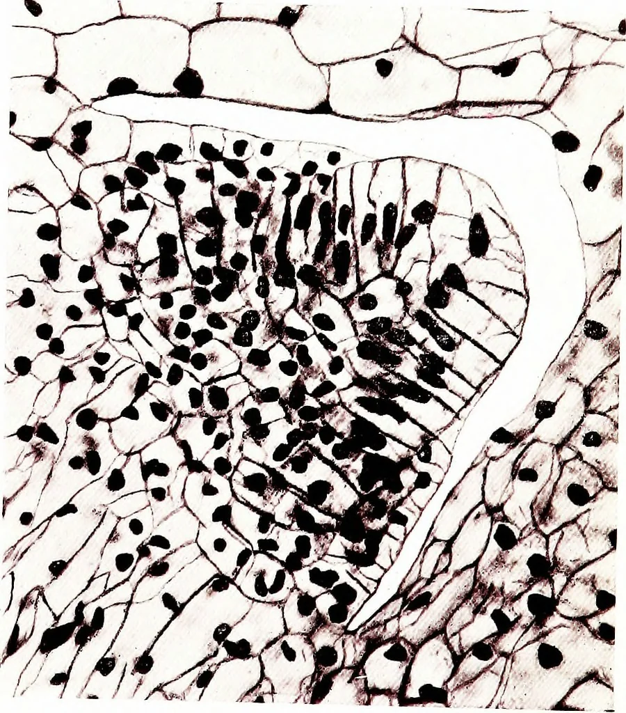 An illustration from Methods in microscopial research; vegetable histology, 1905, leaf 136