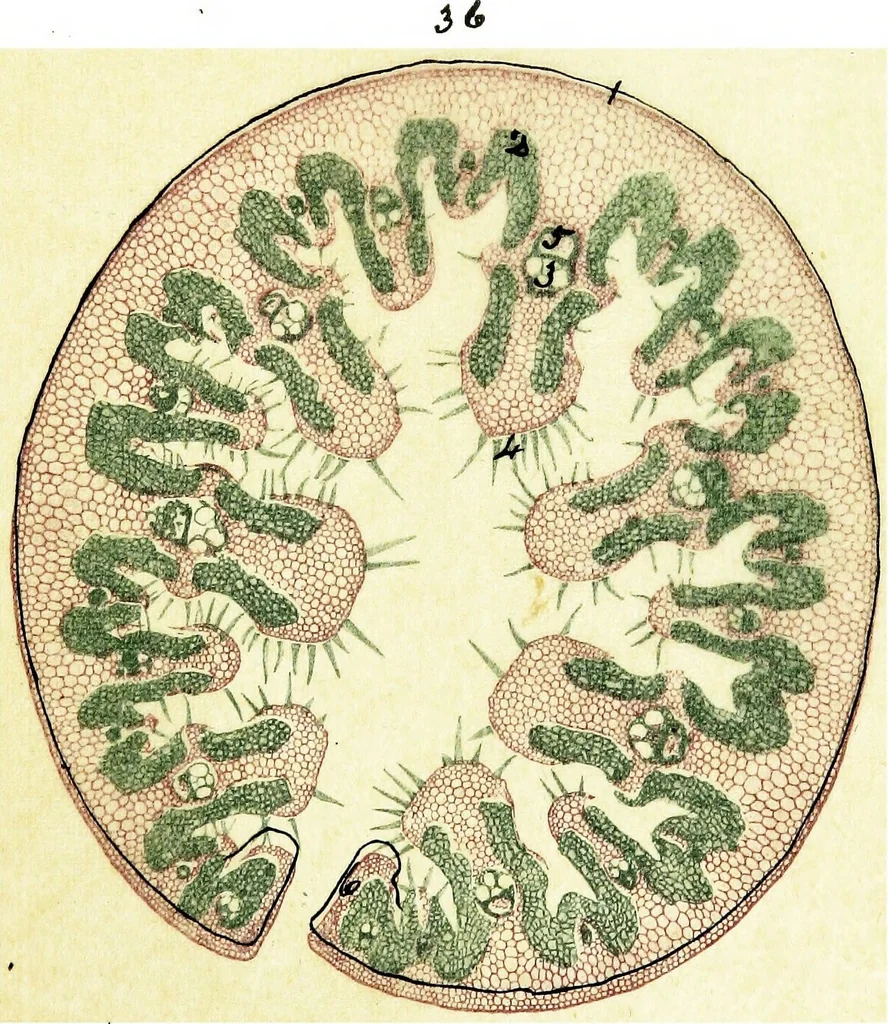 An illustration from Methods in microscopial research; vegetable histology, 1905, leaf 140