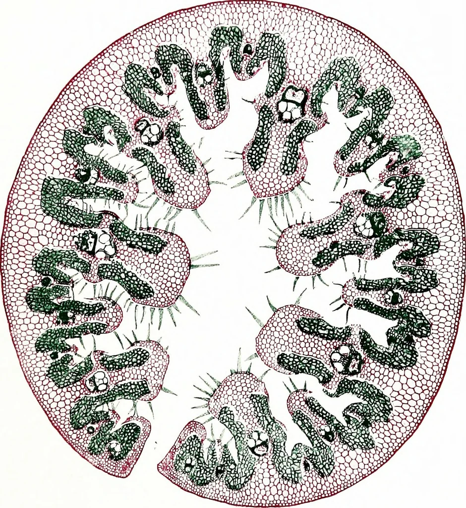 An illustration from Methods in microscopial research; vegetable histology, 1905, leaf 142