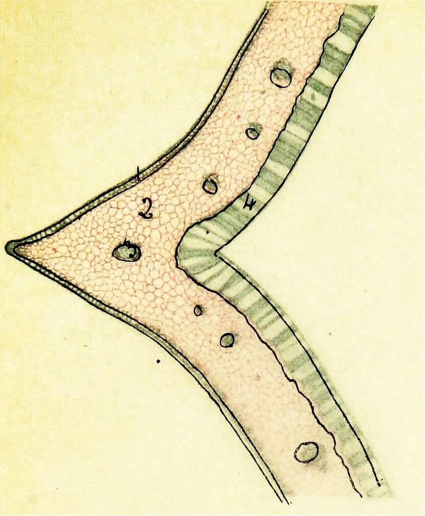An illustration from Methods in microscopial research; vegetable histology, 1905, leaf 146