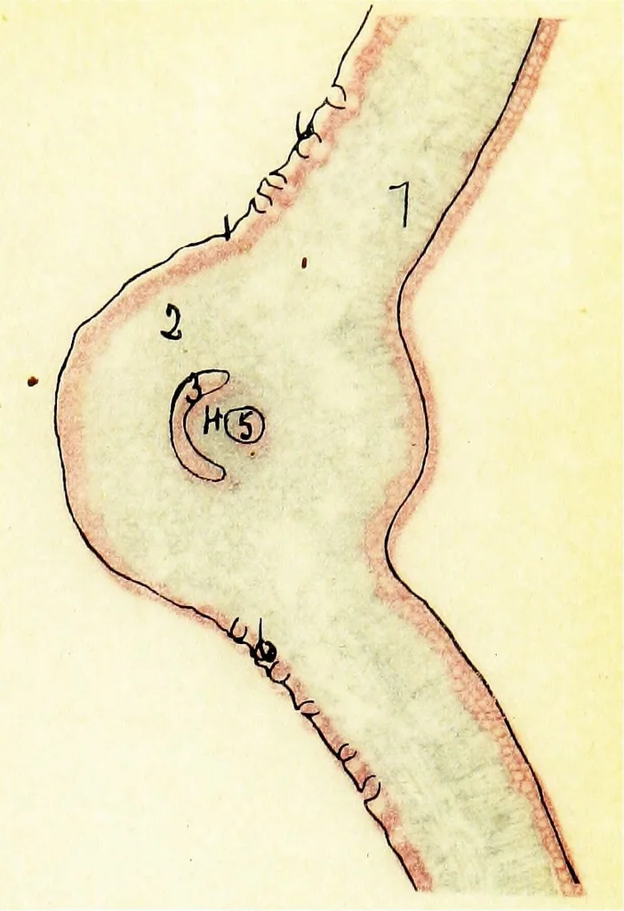 An illustration from Methods in microscopial research; vegetable histology, 1905, leaf 146