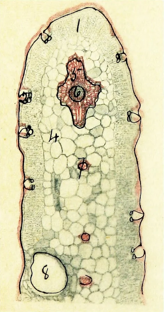 An illustration from Methods in microscopial research; vegetable histology, 1905, leaf 146