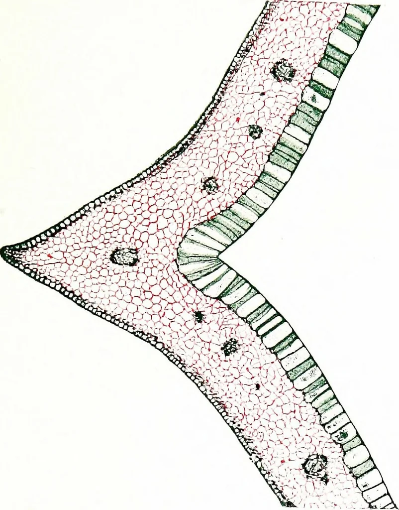 An illustration from Methods in microscopial research; vegetable histology, 1905, leaf 148