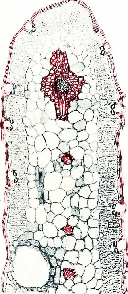 An illustration from Methods in microscopial research; vegetable histology, 1905, leaf 148