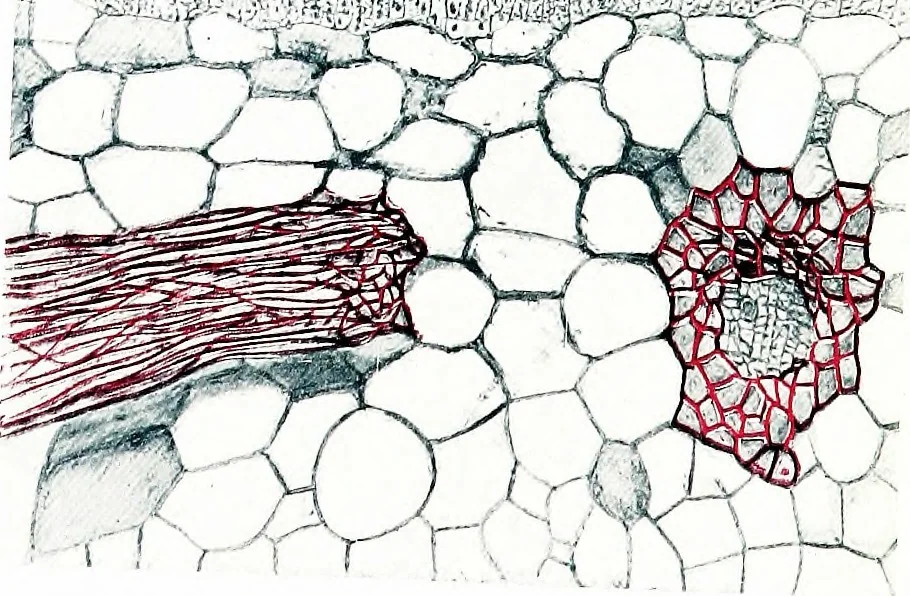 An illustration from Methods in microscopial research; vegetable histology, 1905, leaf 148
