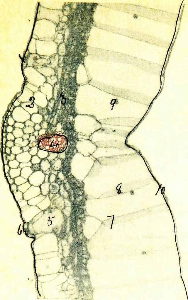 An illustration from Methods in microscopial research; vegetable histology, 1905, leaf 152