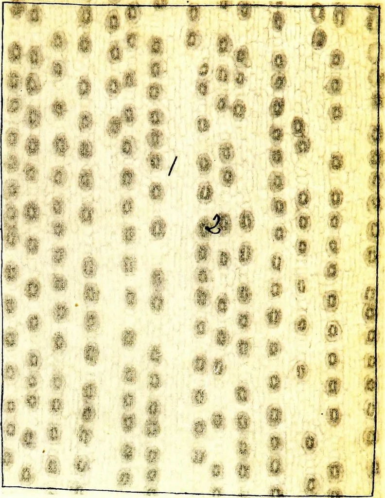 An illustration from Methods in microscopial research; vegetable histology, 1905, leaf 152