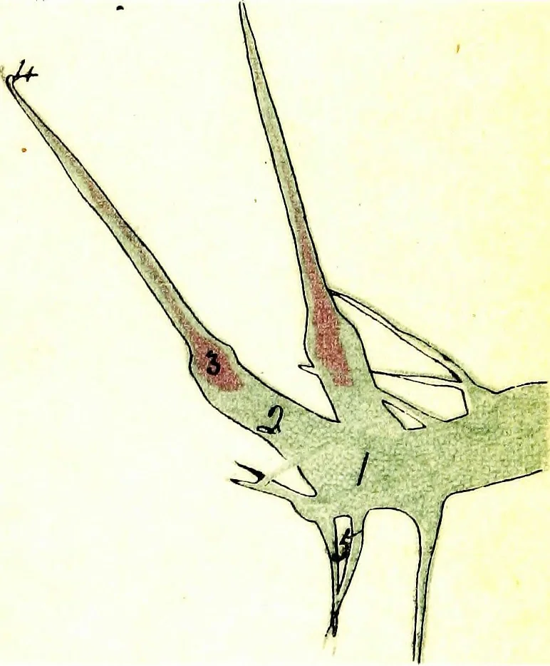 An illustration from Methods in microscopial research; vegetable histology, 1905, leaf 152