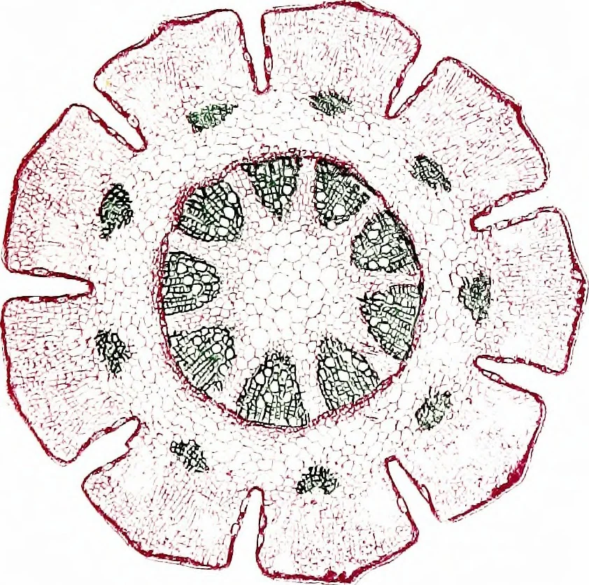 An illustration from Methods in microscopial research; vegetable histology, 1905, leaf 154