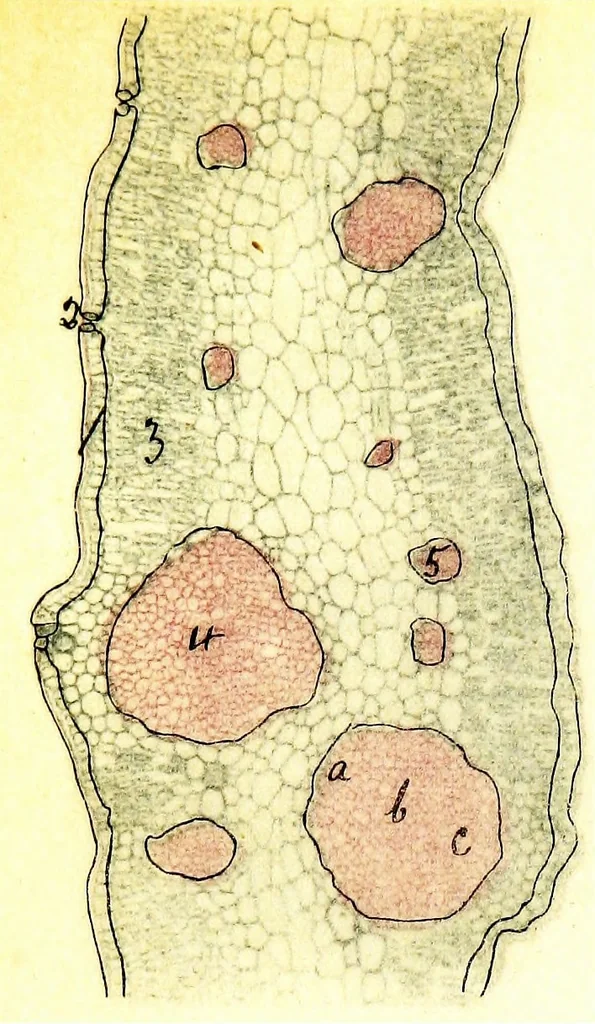 An illustration from Methods in microscopial research; vegetable histology, 1905, leaf 158