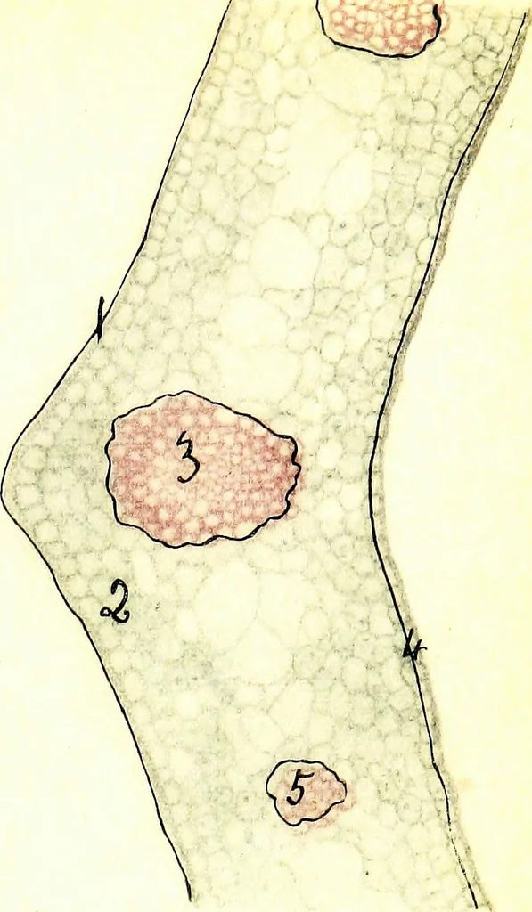 An illustration from Methods in microscopial research; vegetable histology, 1905, leaf 158