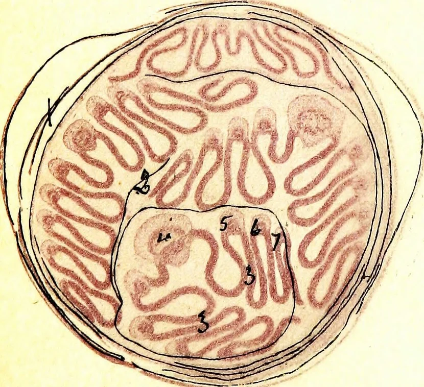 An illustration from Methods in microscopial research; vegetable histology, 1905, leaf 158