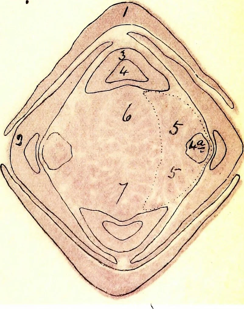 An illustration from Methods in microscopial research; vegetable histology, 1905, leaf 158
