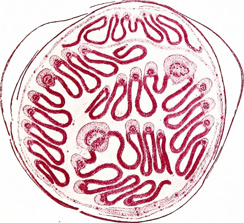 An illustration from Methods in microscopial research; vegetable histology, 1905, leaf 160