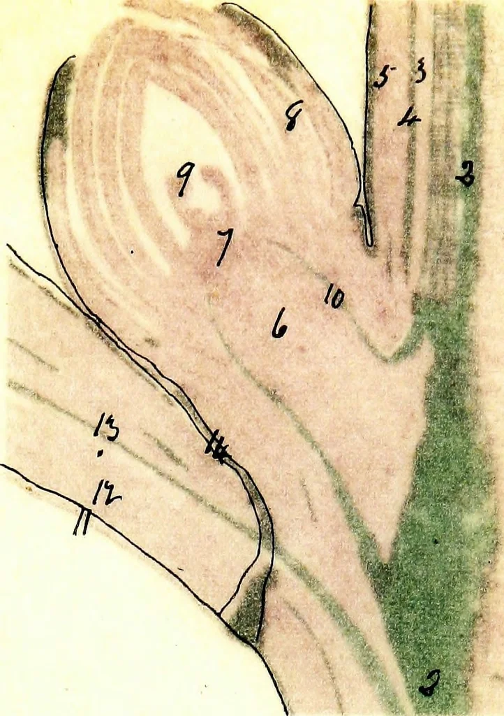 An illustration from Methods in microscopial research; vegetable histology, 1905, leaf 164