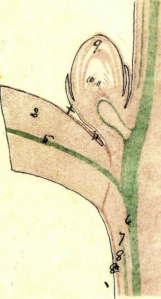 An illustration from Methods in microscopial research; vegetable histology, 1905, leaf 164