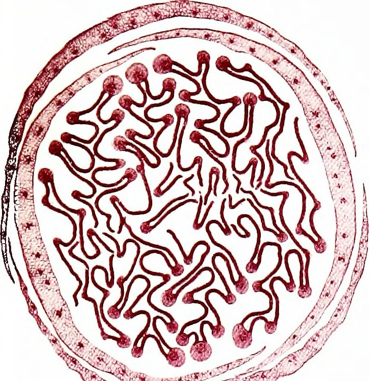 An illustration from Methods in microscopial research; vegetable histology, 1905, leaf 166