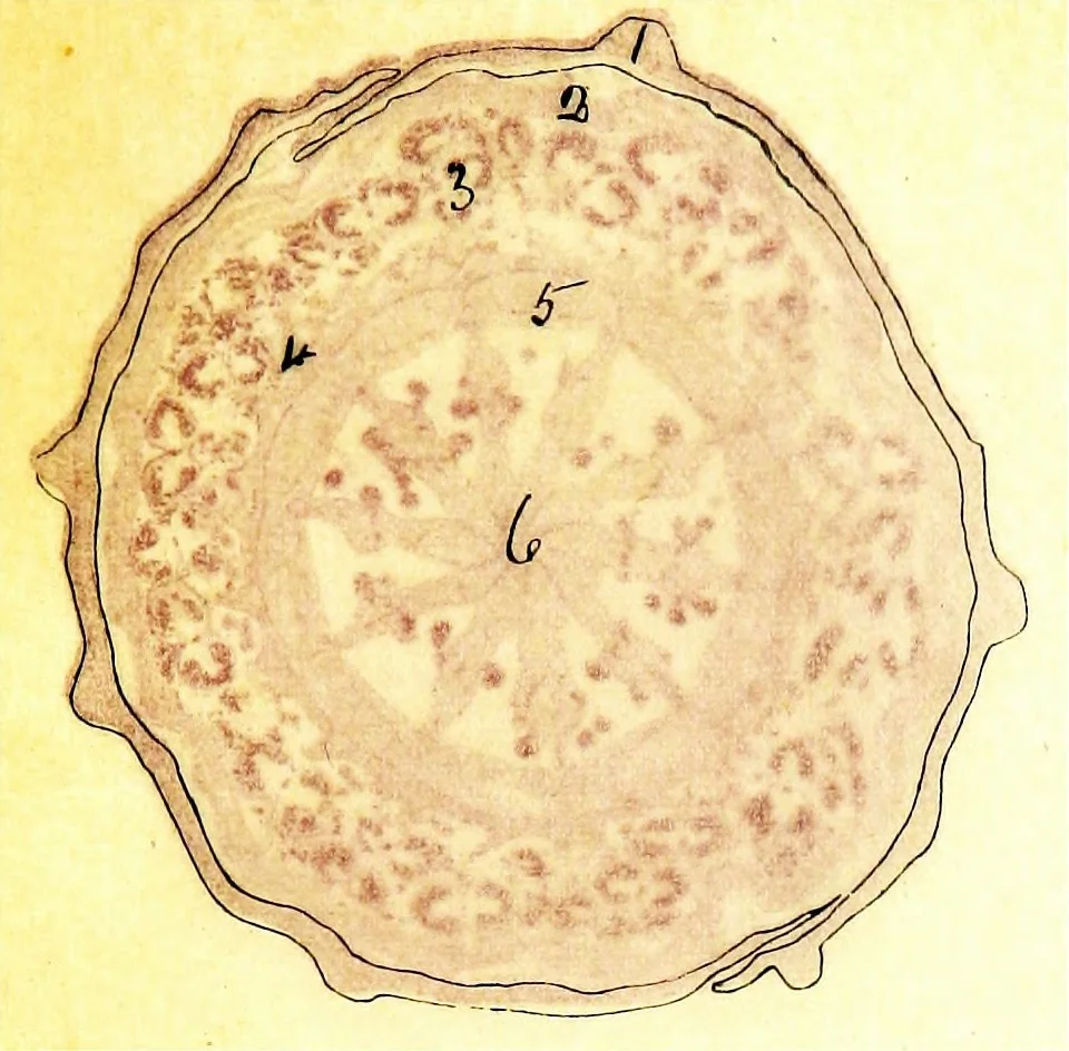 An illustration from Methods in microscopial research; vegetable histology, 1905, leaf 170