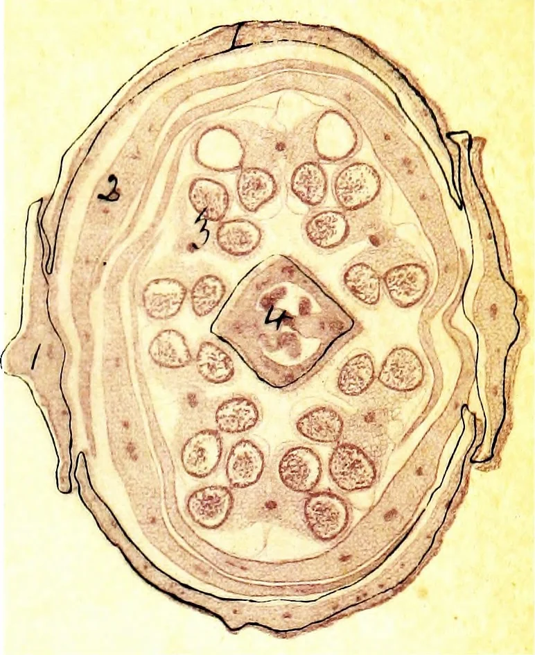 An illustration from Methods in microscopial research; vegetable histology, 1905, leaf 170