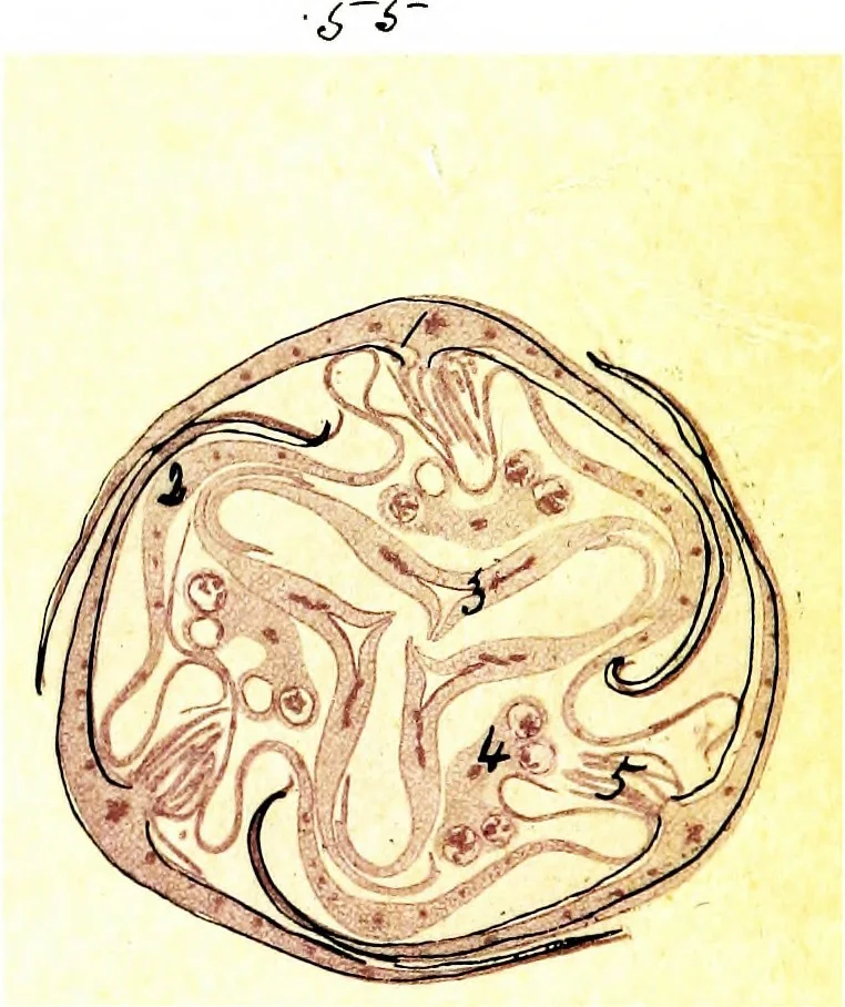 An illustration from Methods in microscopial research; vegetable histology, 1905, leaf 170