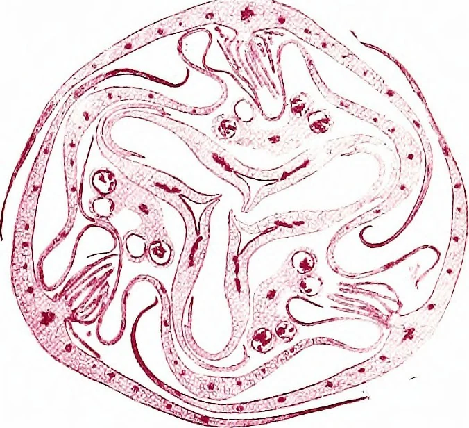 An illustration from Methods in microscopial research; vegetable histology, 1905, leaf 172
