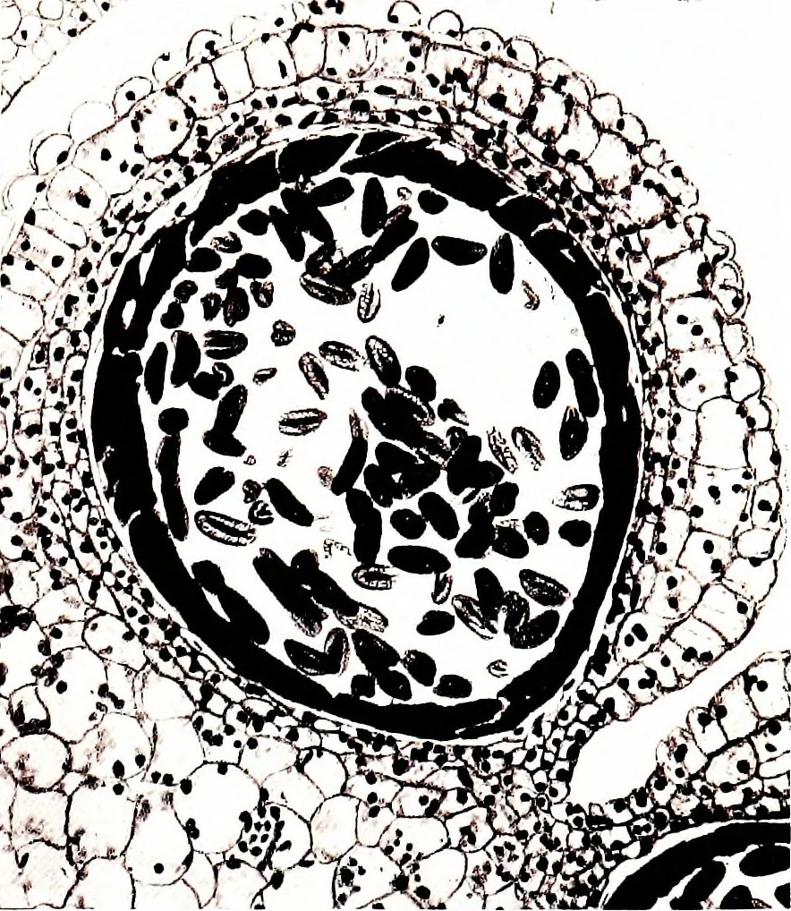 An illustration from Methods in microscopial research; vegetable histology, 1905, leaf 178
