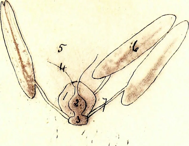 An illustration from Methods in microscopial research; vegetable histology, 1905, leaf 182