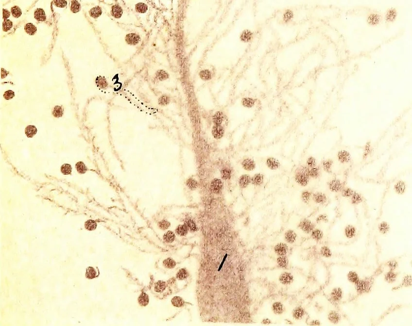 An illustration from Methods in microscopial research; vegetable histology, 1905, leaf 182