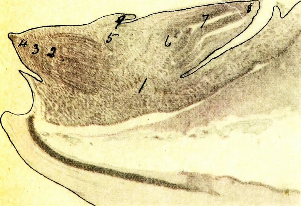 An illustration from Methods in microscopial research; vegetable histology, 1905, leaf 188