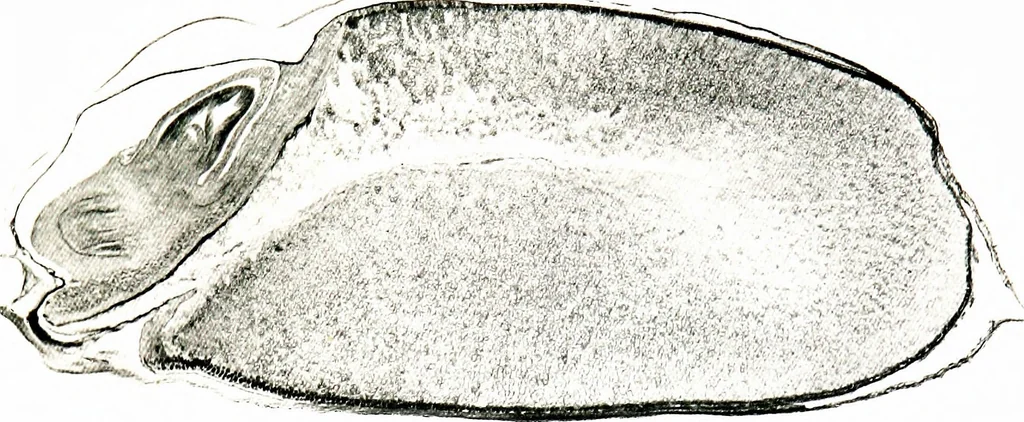 An illustration from Methods in microscopial research; vegetable histology, 1905, leaf 190