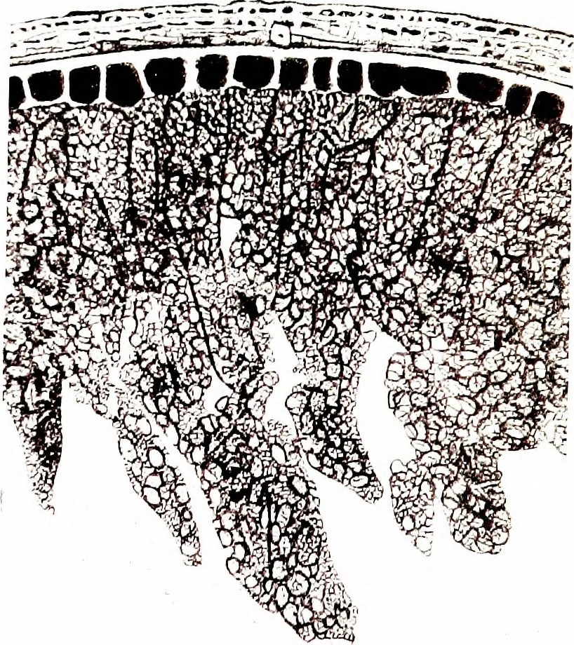 An illustration from Methods in microscopial research; vegetable histology, 1905, leaf 190