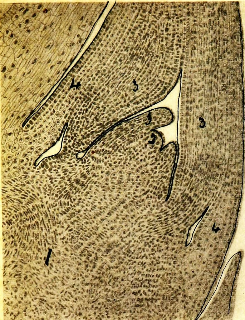 An illustration from Methods in microscopial research; vegetable histology, 1905, leaf 194