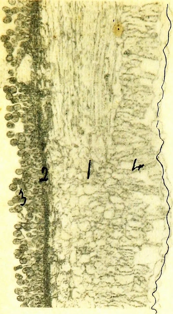 An illustration from Methods in microscopial research; vegetable histology, 1905, leaf 200