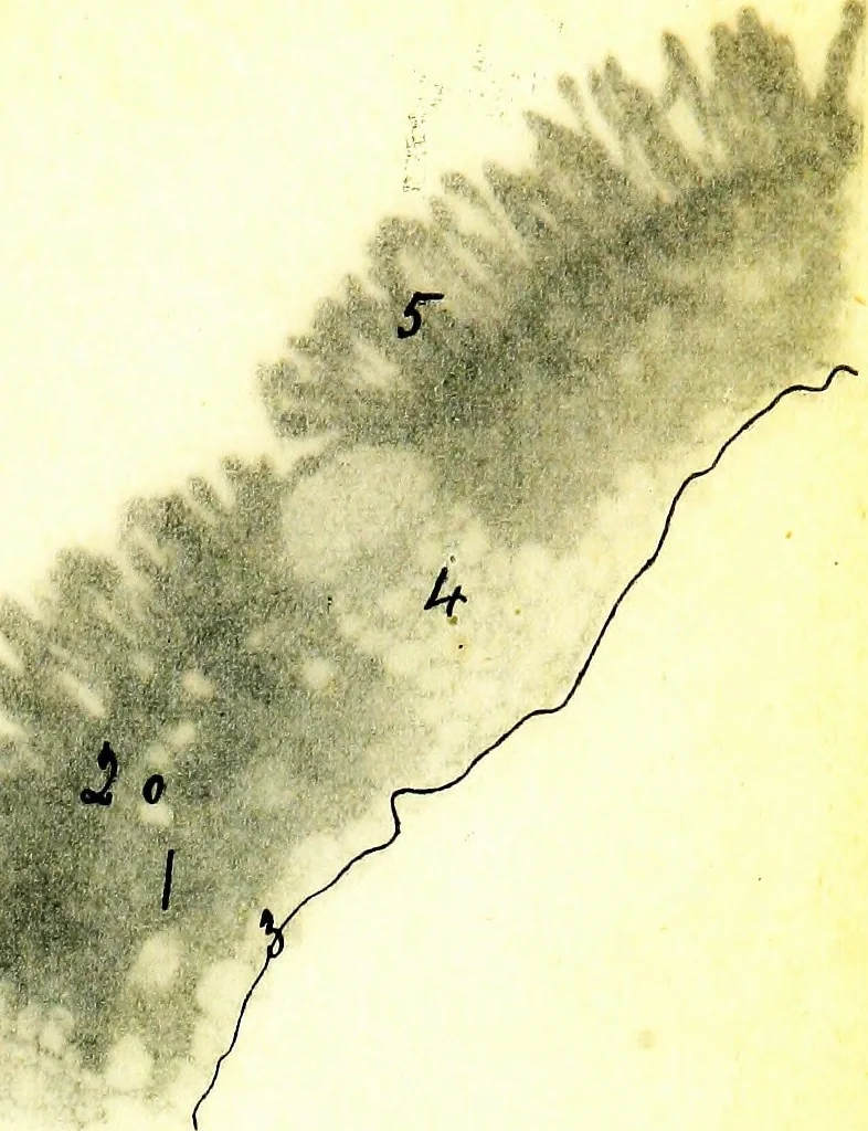 An illustration from Methods in microscopial research; vegetable histology, 1905, leaf 200