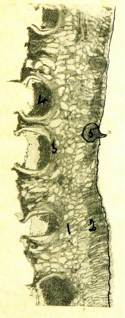 An illustration from Methods in microscopial research; vegetable histology, 1905, leaf 200