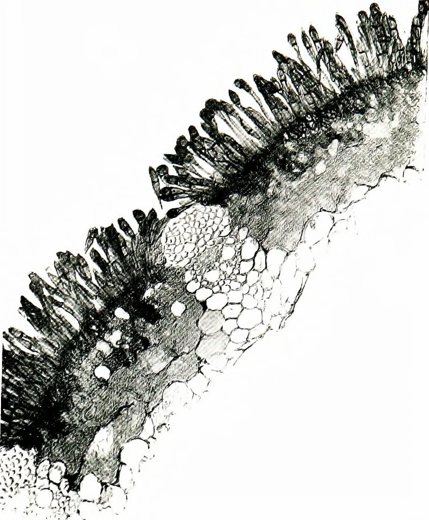 An illustration from Methods in microscopial research; vegetable histology, 1905, leaf 202