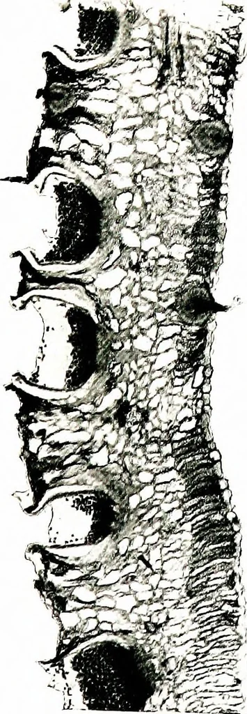 An illustration from Methods in microscopial research; vegetable histology, 1905, leaf 202