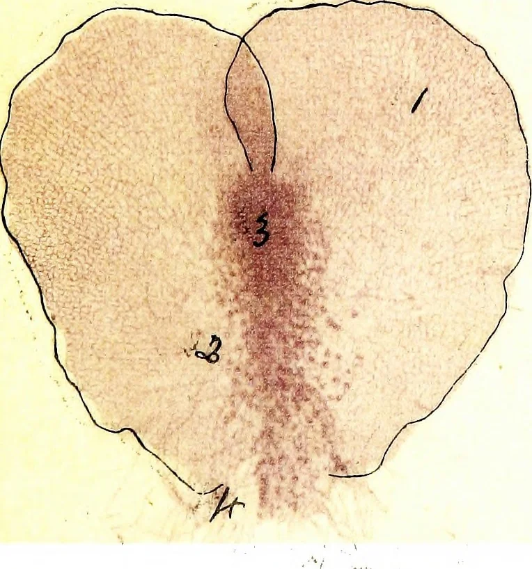 An illustration from Methods in microscopial research; vegetable histology, 1905, leaf 206