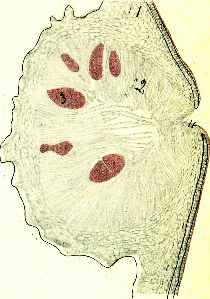 An illustration from Methods in microscopial research; vegetable histology, 1905, leaf 206