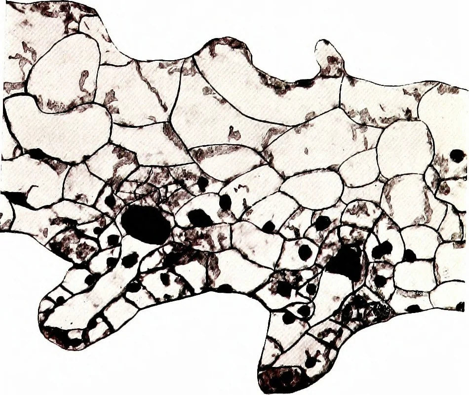 An illustration from Methods in microscopial research; vegetable histology, 1905, leaf 208