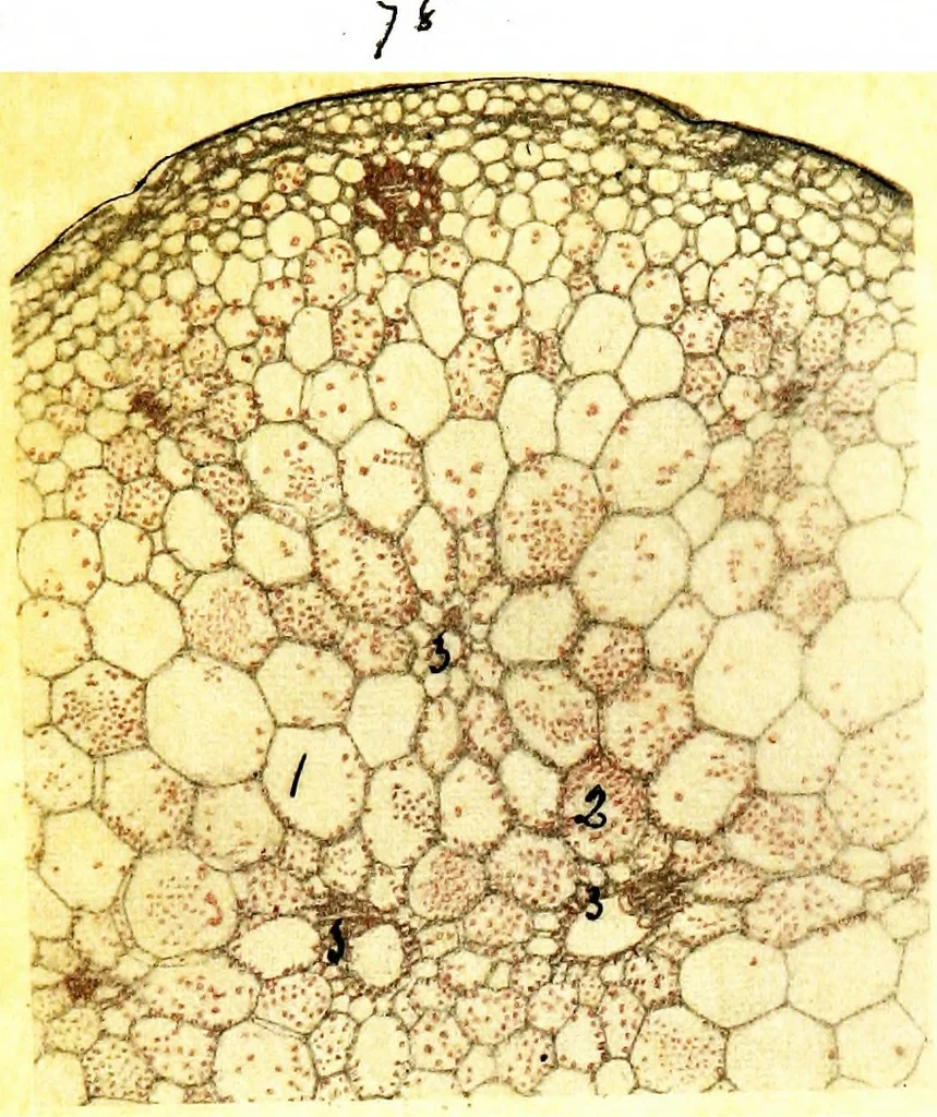 An illustration from Methods in microscopial research; vegetable histology, 1905, leaf 212