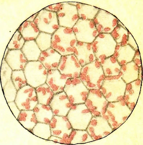 An illustration from Methods in microscopial research; vegetable histology, 1905, leaf 212