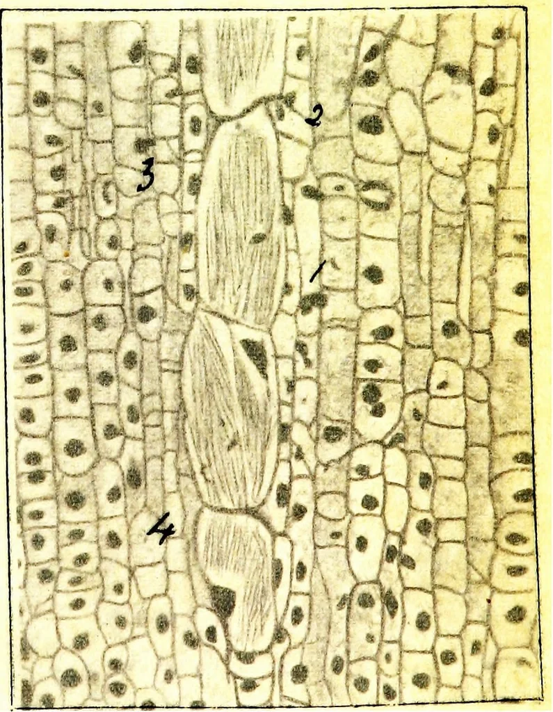 An illustration from Methods in microscopial research; vegetable histology, 1905, leaf 212