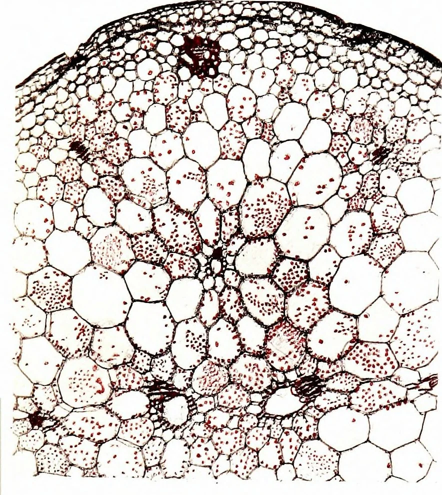 An illustration from Methods in microscopial research; vegetable histology, 1905, leaf 214