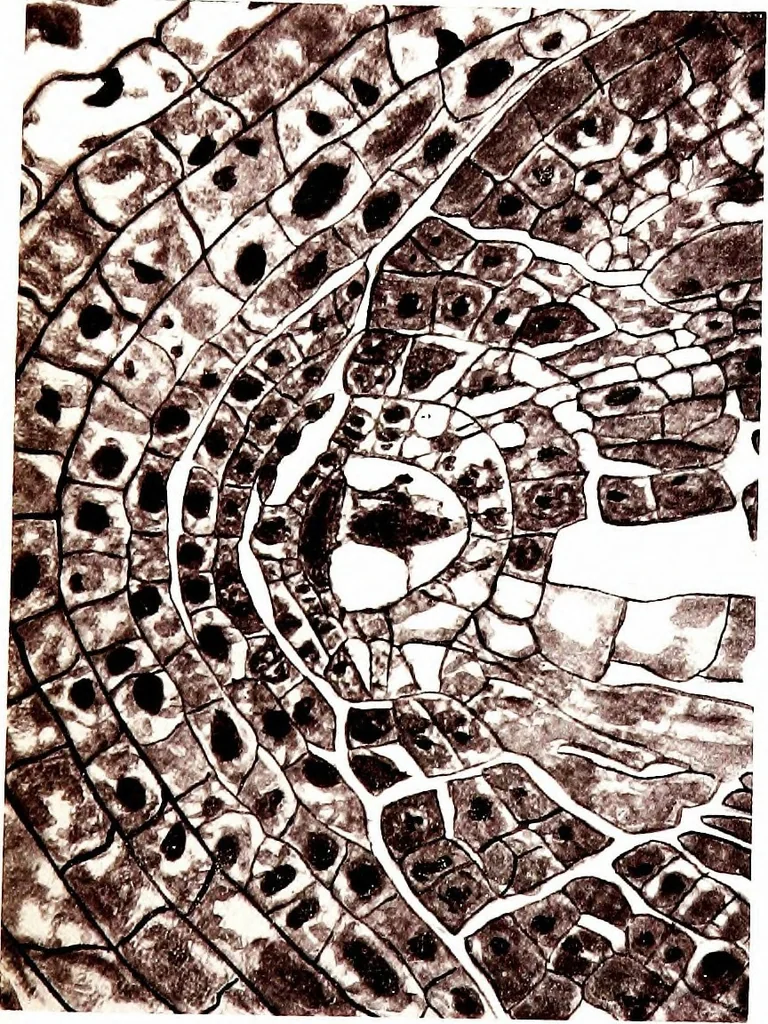An illustration from Methods in microscopial research; vegetable histology, 1905, leaf 214